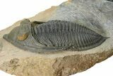 Flying Paralejurus Trilobite With Zlichovaspis & Two Reedops #323489-8